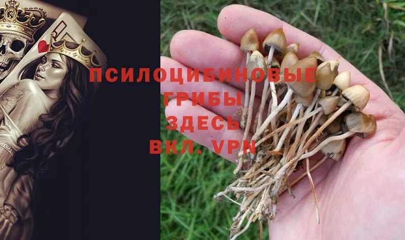 Галлюциногенные грибы Psilocybe  Гагарин 